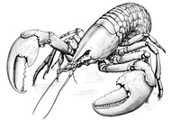 Lobster sketch seafood drawing. 