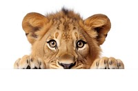 Lion wildlife cheetah mammal. AI generated Image by rawpixel.
