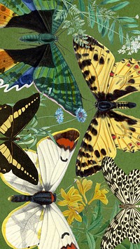 Exotic butterflies  iPhone wallpaper, vintage illustration. Remixed by rawpixel.