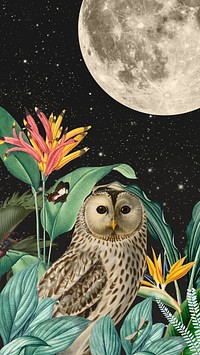 Night owl iPhone wallpaper, vintage animal illustration. Remixed by rawpixel.