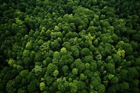 Forest forest vegetation outdoors. AI generated Image by rawpixel.