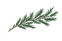 Pine leaves plant herbs leaf. AI generated Image by rawpixel.