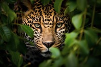 Jaguar wildlife leopard animal. 