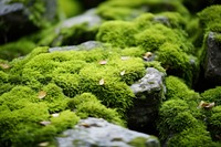 Moss rocks backgrounds outdoors nature. AI generated Image by rawpixel.
