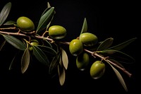 Olive branch fruit plant food. AI generated Image by rawpixel.
