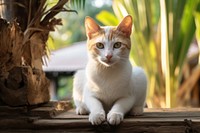 Thai cat in Thailand pet animal mammal. AI generated Image by rawpixel.