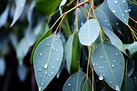 Eucalyptus outdoors nature plant. AI generated Image by rawpixel.