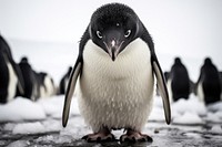 Antarctic penguins animal bird monochrome. AI generated Image by rawpixel.