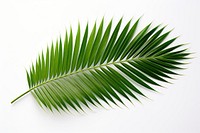 Palm leaves plant green leaf. AI generated Image by rawpixel.