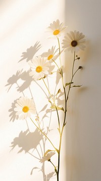 Daisy flower shadow plant. 