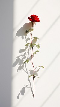 Rose flower shadow plant. AI generated Image by rawpixel.