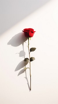 Rose flower shadow petal. AI generated Image by rawpixel.
