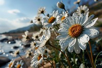 Daisy landscape outdoors blossom. AI generated Image by rawpixel.
