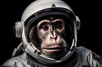 Astronaut wildlife monkey animal. AI generated Image by rawpixel.