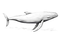 Whale drawing whale animal. AI generated Image by rawpixel.