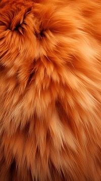 Cat fur texture backgrounds mammal softness. 