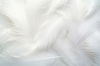 Background white backgrounds feather. AI generated Image by rawpixel.
