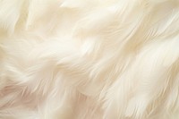 Background backgrounds feather white. AI generated Image by rawpixel.