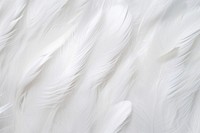 Background white backgrounds feather. AI generated Image by rawpixel.
