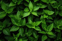 Background green backgrounds foliage. AI generated Image by rawpixel.