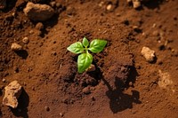 Brown soil plant outdoors nature. AI generated Image by rawpixel.