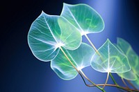 Eucalyptus leaf light outdoors nature. AI generated Image by rawpixel.