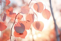 Eucalyptus autumn backgrounds plant leaf. AI generated Image by rawpixel.