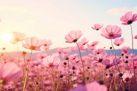 Beautiful cosmos flower field on sky landscape nature backgrounds. AI generated Image by rawpixel.