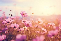 Beautiful cosmos flower field on sky landscape nature backgrounds. 