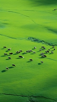 Herd of cows nature field backgrounds. AI generated Image by rawpixel.