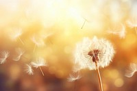 Blurred nature background dandelion seeds backgrounds flower plant. AI generated Image by rawpixel.