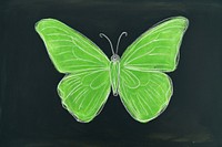 Butterfly insect sketch chalk. 