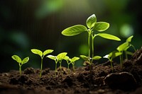 Growth Trees seedling outdoors nature. AI generated Image by rawpixel.