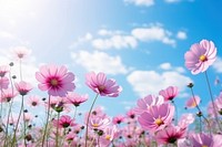 Beautiful cosmos flower field on sky nature backgrounds landscape. AI generated Image by rawpixel.