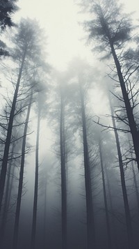 Trees outdoors woodland nature. AI generated Image by rawpixel.