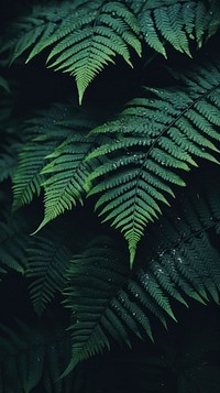 Fern leaves plant leaf tranquility. AI generated Image by rawpixel.