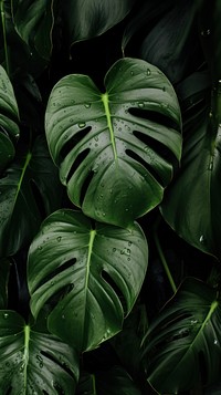 Monstera leaves nature plant green. AI generated Image by rawpixel.