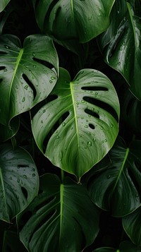 Monstera leaves nature plant leaf. AI generated Image by rawpixel.