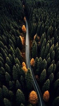 Pine forest and road nature outdoors woodland. AI generated Image by rawpixel.