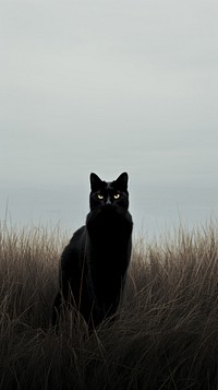 Black cat in grass field animal mammal pet. 