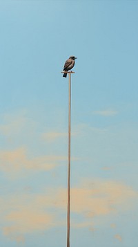 A bird on the electric pole with sky background animal wildlife outdoors. AI generated Image by rawpixel.