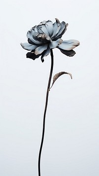 Dead flower plant petal inflorescence. AI generated Image by rawpixel.