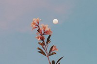 A little Pink flower plant moon sky. AI generated Image by rawpixel.