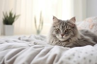 Grey cat chilling on a white bed blanket mammal animal. AI generated Image by rawpixel.