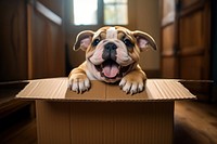 Happy bulldog pop out of the cardboard box animal mammal puppy. AI generated Image by rawpixel.