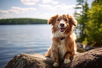 Smiling dog lake rock outdoors. AI generated Image by rawpixel.