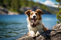 Smiling dog rock outdoors mammal. AI generated Image by rawpixel.