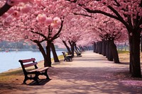 Spring season park with pathway under cherry blossom trees bench outdoors nature. 