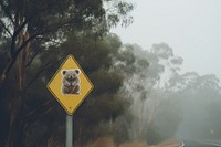 Koala climbing the road sign outdoors symbol nature. 