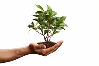 Tree plant in hand planting leaf tree. 